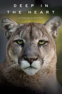 دانلود فیلم Deep in the Heart: A Texas Wildlife Story 2022 در اعماق قلب: داستان حیات وحش تگزاس