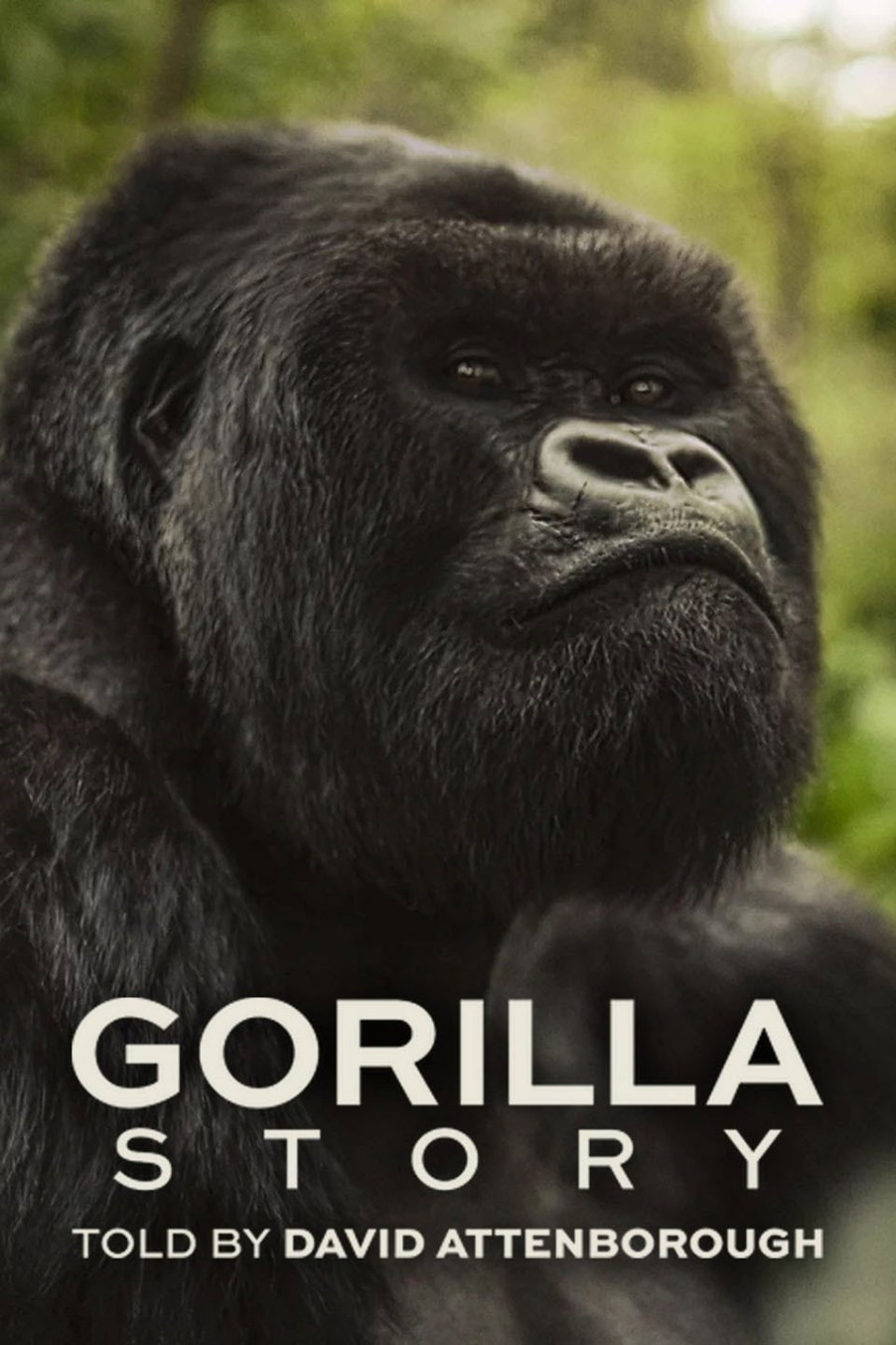 دانلود مستند A Gorilla Story: Told by David Attenborough 2026 داستان یک گوریل: به روایت دیوید اتنبرو